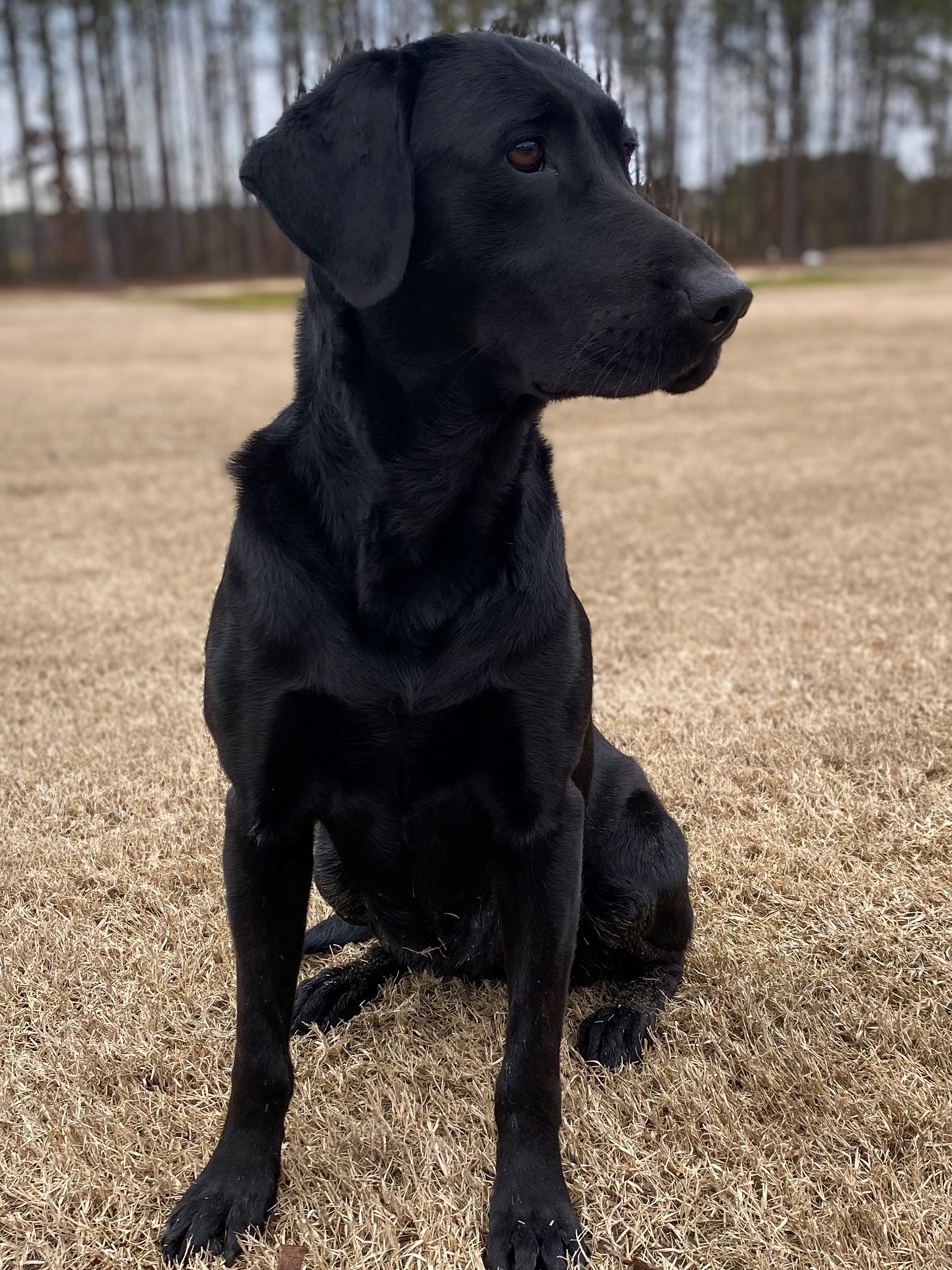 Duckcreek's Little Fowler | Black Labrador Retriver