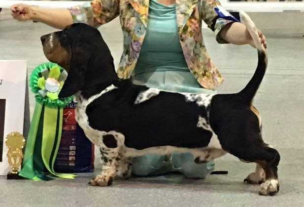 Gentil Chien | Basset Hound 