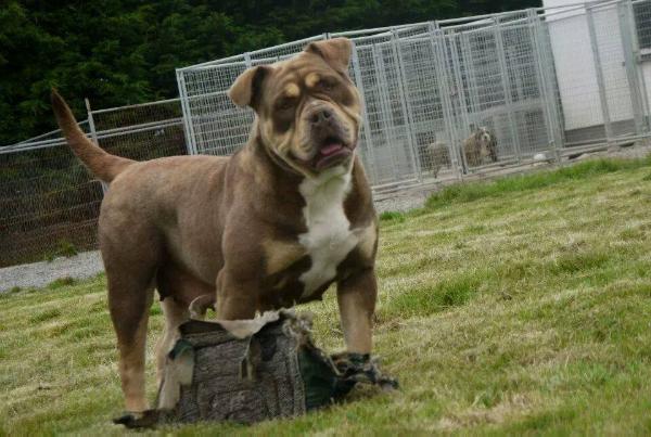 NBBZ'Brown Sugar of B.O.I | Olde English Bulldogge 