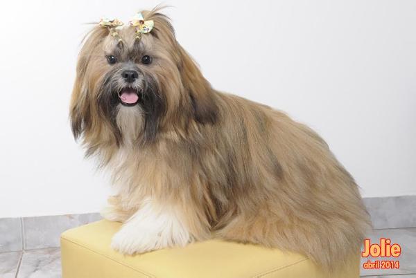 Jolie La Mattina D'oro | Lhasa Apso 