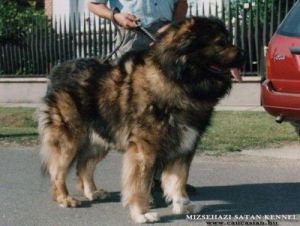 Csecsenfoldi bruno | Caucasian Mountain Dog 