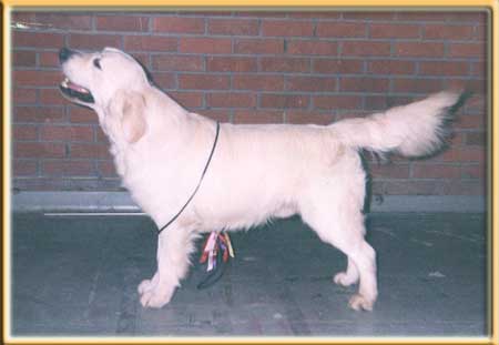 Chribas Cannonball Caddy | Golden Retriever 