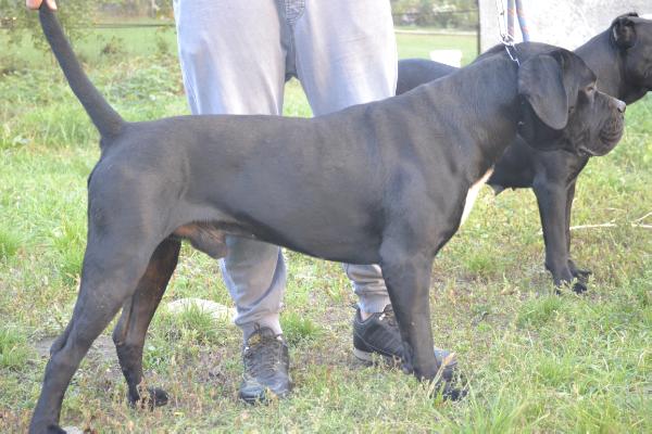 Black Jack Black Dynasty | Cane Corso 