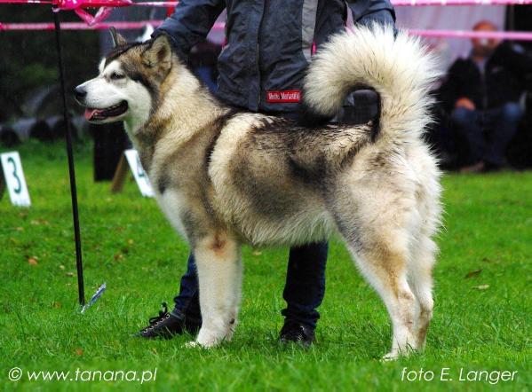 Beyla ZHOWERLI | Alaskan Malamute 