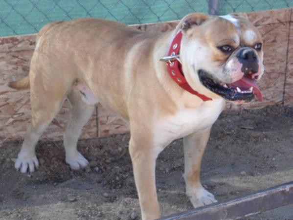 Fisher's Golden Boy | American Bulldog 