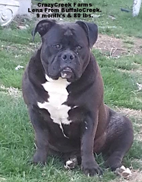 CrazyCreek Farms Lena of BuffaloCreek | Olde English Bulldogge 