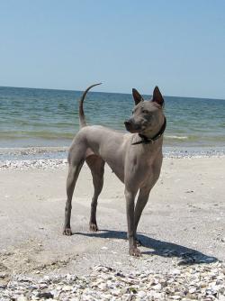 AROON RUNG OF NOPPAKAO | Thai Ridgeback 