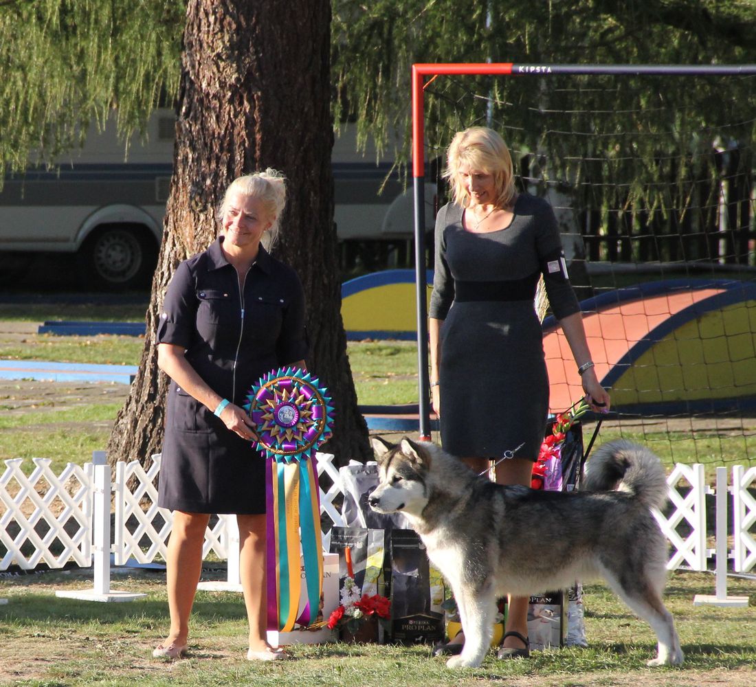 Frannie Ledovy Trpyt | Alaskan Malamute 