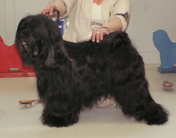 SHABASH SHIMON | Tibetan Terrier 