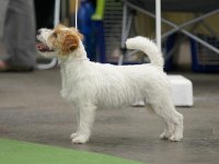 Alaskan Tozi Fidlant | Jack Russell Terrier 