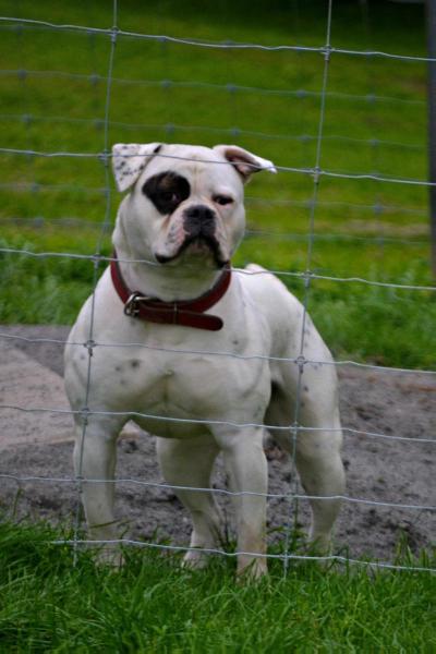 Masterbully's Where Is My Mind | American Bulldog 