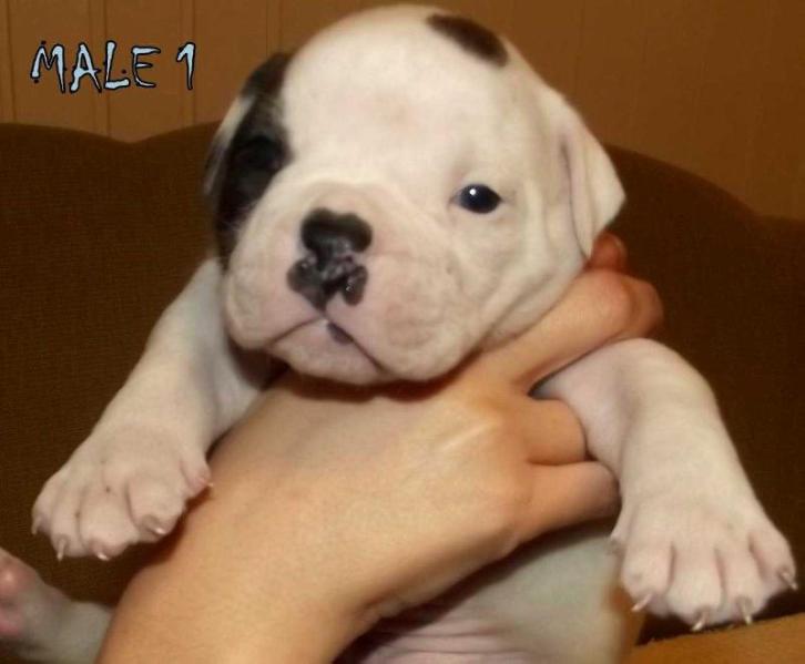 Blockhead's Junior | American Bulldog 