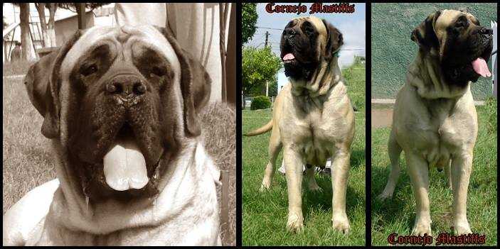 MADAME RECAMIER (SANCHEZ) | Mastiff 