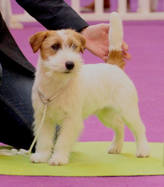 Heartily Marco Polo | Jack Russell Terrier 