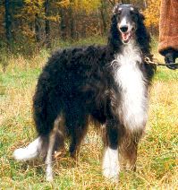 Tsizar | Borzoi 