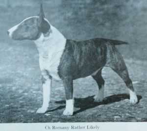 Romany Rather Likely | Bull Terrier 