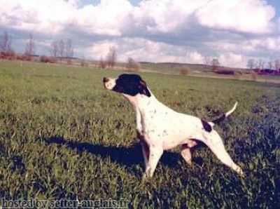 IPPOCAMPO DEL VENTO | Pointer 