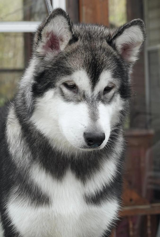 Bearhug'N Northernsong Morningstar | Alaskan Malamute 