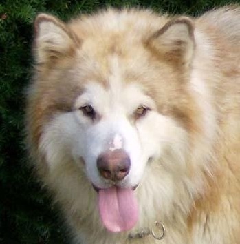 Wakon's Maximus Arrilius Red | Alaskan Malamute 