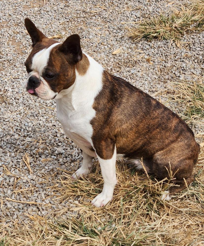 Just Because Nixie | Boston Terrier 