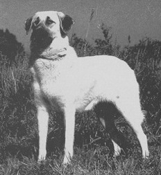 Birinci's Alphie | Anatolian Shepherd Dog 