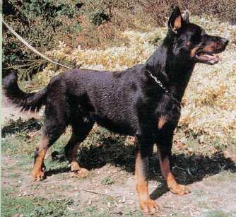 Lapon des Assiers | Beauceron 