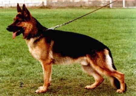 Hardy von Arminius | German Shepherd Dog 