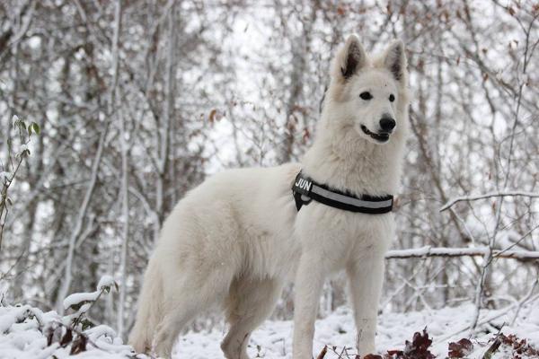 Jun du Flocon d'Argent | White Swiss Shepherd Dog 