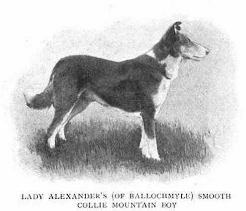 Mountain Boy (Lady Alexander's) | Smooth Collie 