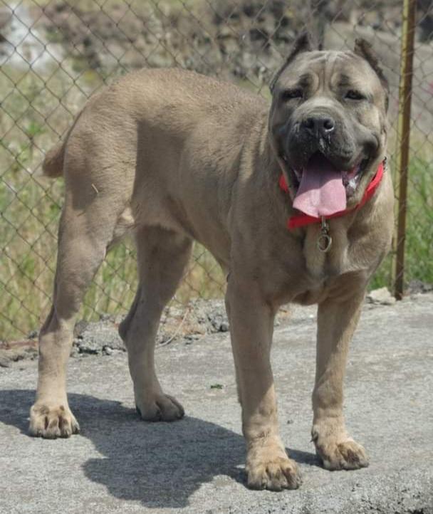 Belen dei Molossi del Simeto | Cane Corso 