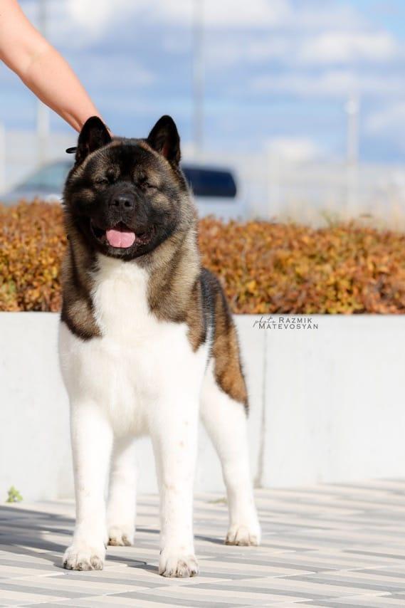 Batler | Akita 