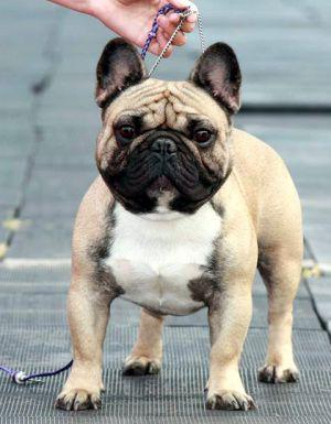 AVIGDORS EXPRESS IL TUO PREFERITO | French Bulldog 