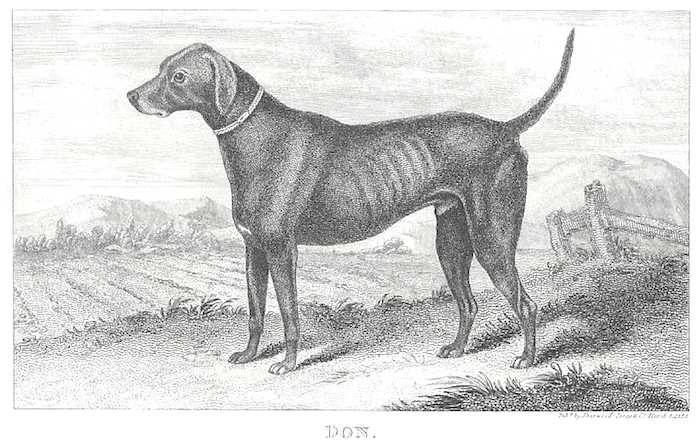 Don (c.1825) | Pointer 