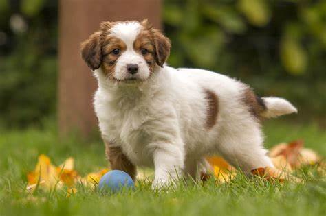 Nederlandse Kooikerhondje