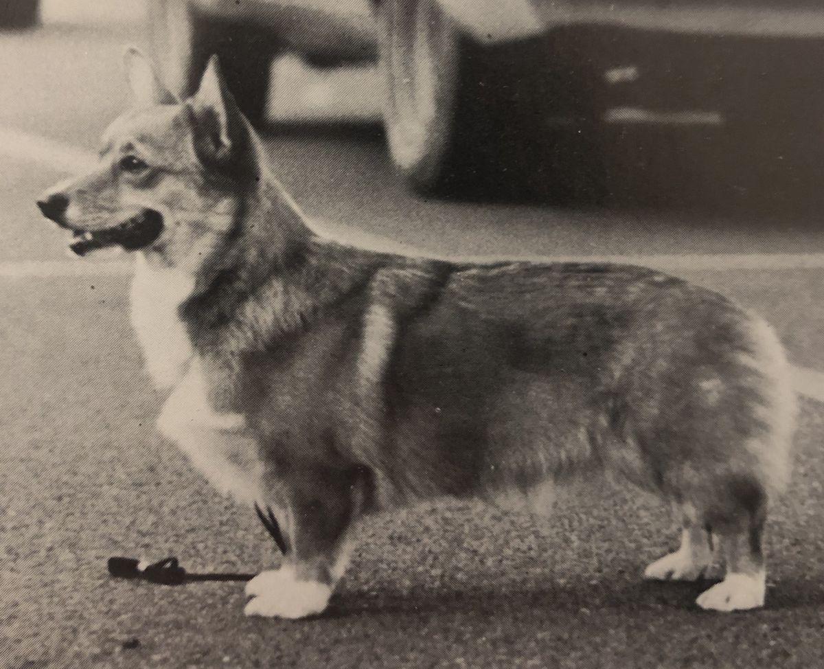 Usherhaus Cadi Y Camallt | Pembroke Welsh Corgi 