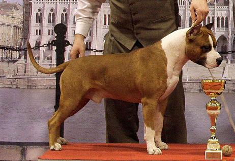 Nomicon the Advent | American Staffordshire Terrier  Nomicon the Advent | American Staffordshire Terrier