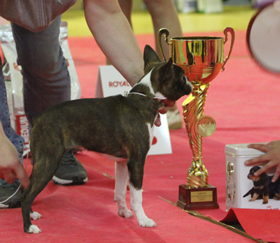 Kait Klassik Shakira | Boston Terrier 