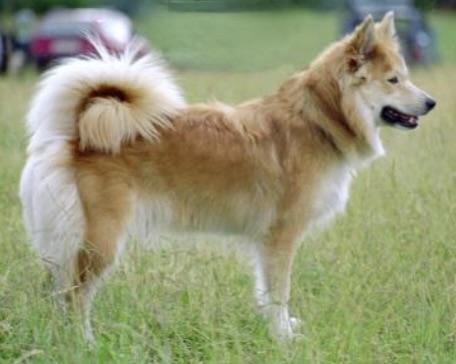 Ullälvas Dilja | Icelandic Sheepdog 