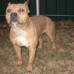 Lil Maggie of Bluetantrum | American Pit Bull Terrier 