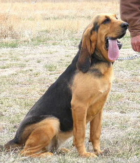 Scott's Miss Suzy | Bloodhound 