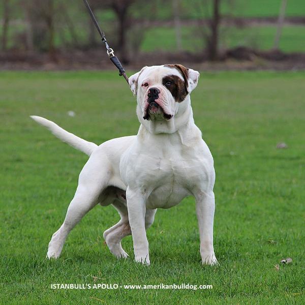 Istanbulls apollo | American Bulldog 