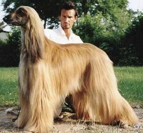 Agha Djari's Cigourney | Afghan Hound 