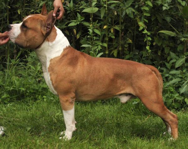 Ahil Iron Squad | American Staffordshire Terrier 