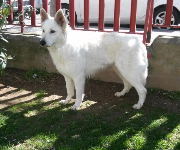 Regius Willya | White Swiss Shepherd Dog 