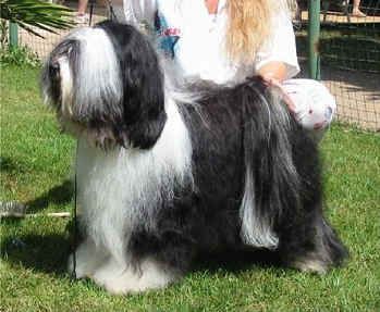 WATERLEY HERCULES | Tibetan Terrier 