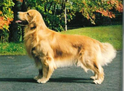 Faera's Destiny Kodiak Kidd | Golden Retriever 