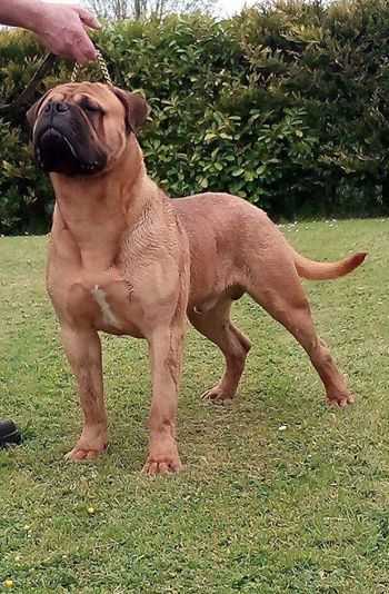 Bachelor's Pride Of Darglebulls At Watercress | Bullmastiff 