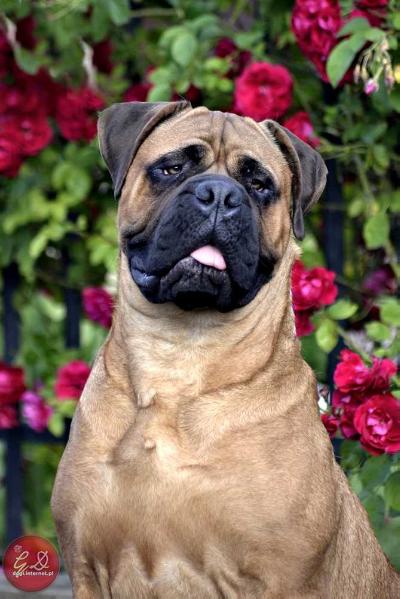 Full House Midnight Music | Bullmastiff 