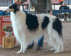 Staraja Russa Babitzin | Borzoi 