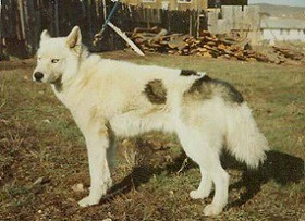 Uelen’s Duffy Of Seppalta | Siberian Husky 